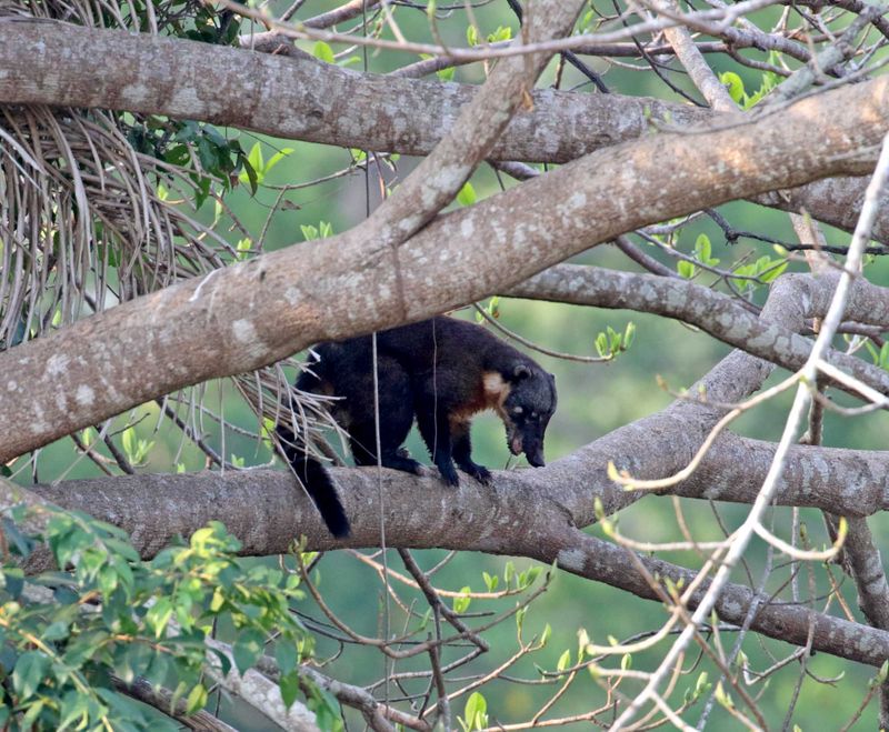 South American Coati_7498.jpg