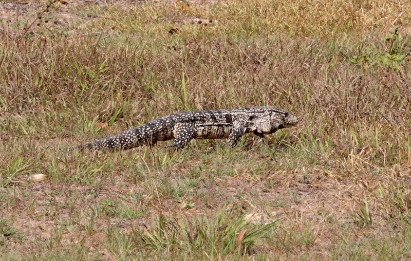 Argentine Black and White Tegu_8317.jpg