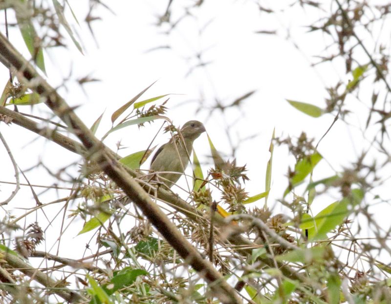Temmincks Seedeater - female_6285.jpg