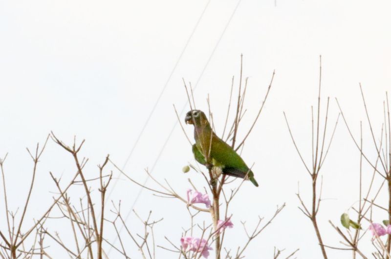 Scaly-headed Parrot_8533.jpg