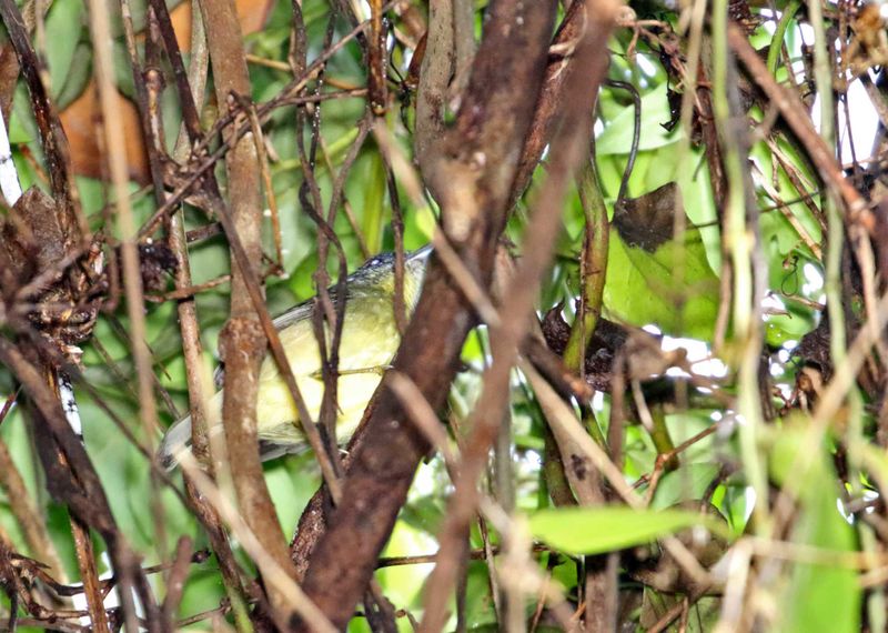 Rufous-margined Antwren_4497.jpg