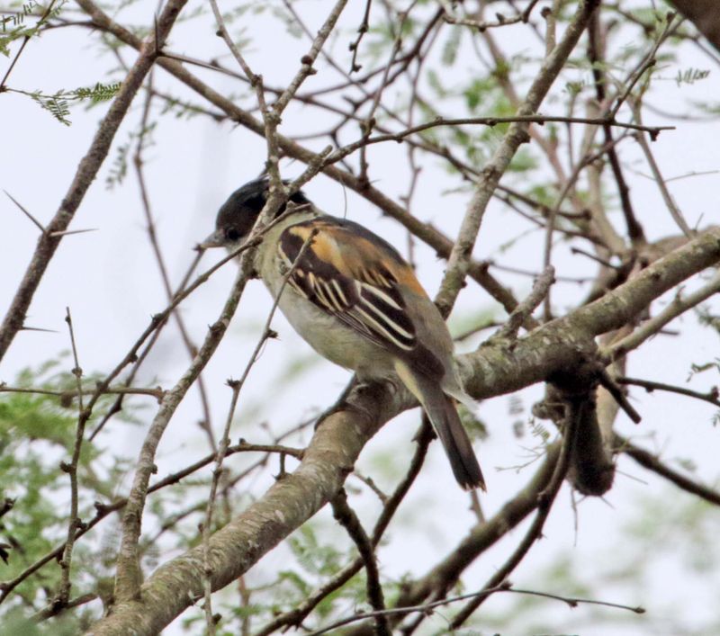 Grey-collared Becard - immature male_6347.jpg