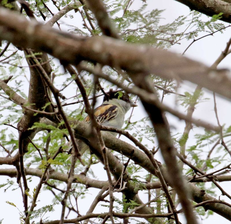 Grey-collared Becard - immature male_6391.jpg