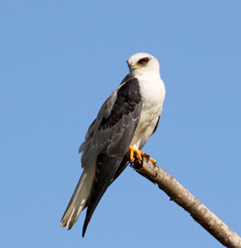 White-tailed Kite_6770.jpg