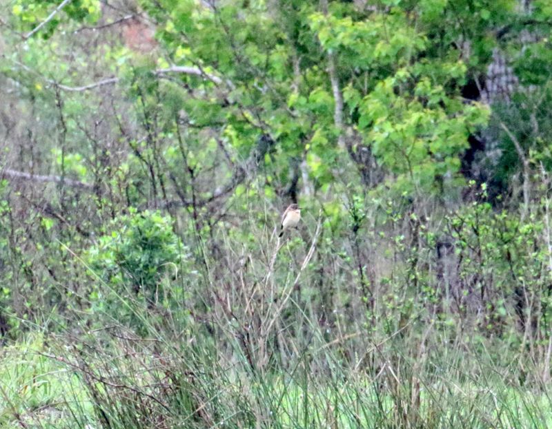Amur Stonechat_7385.jpg