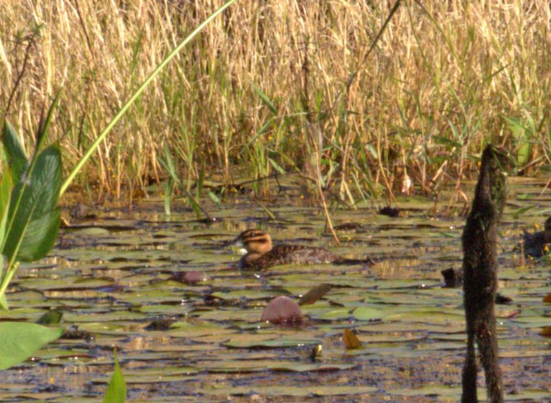 Masked Duck - female_0649.jpg