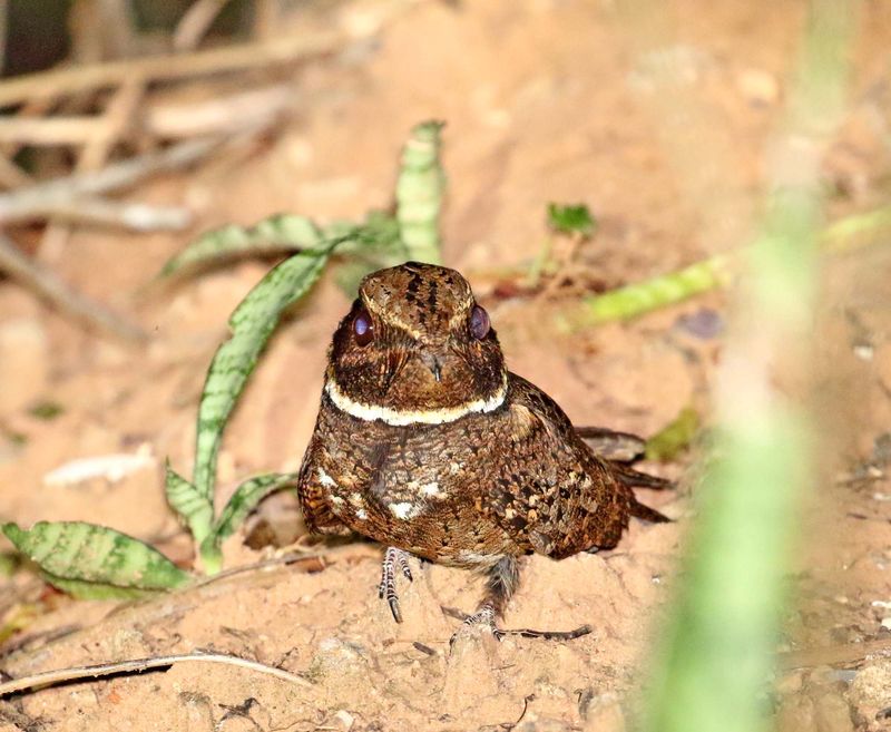 Rufous Nightjar_0991.jpg