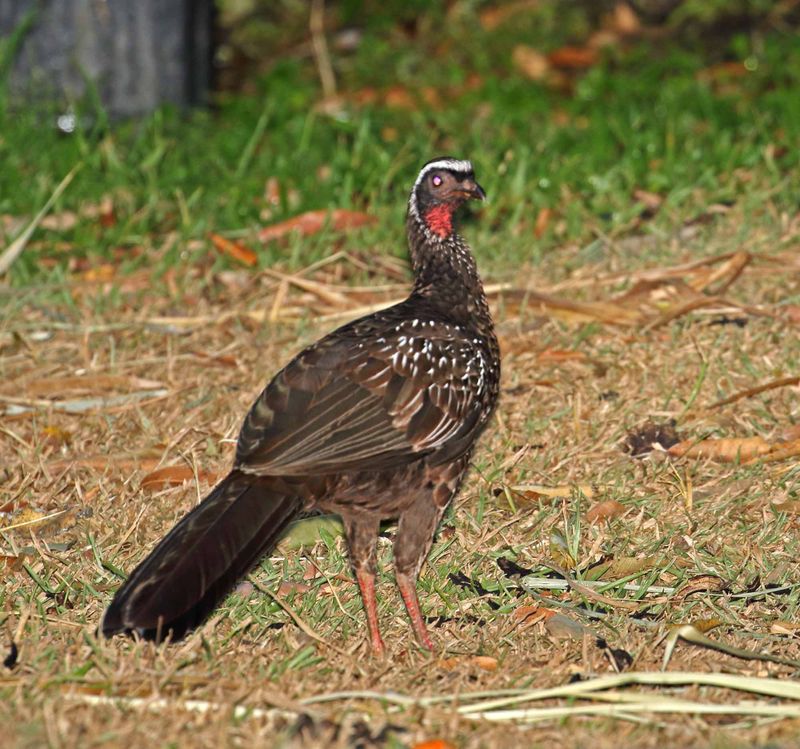 White-browed Guan_8106.jpg