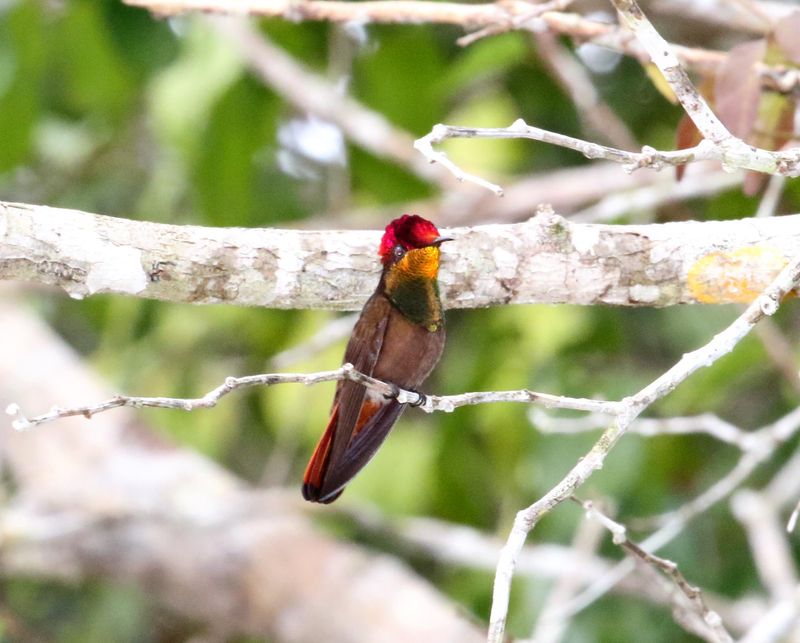 Ruby-topaz Hummingbird - male_2158.jpg