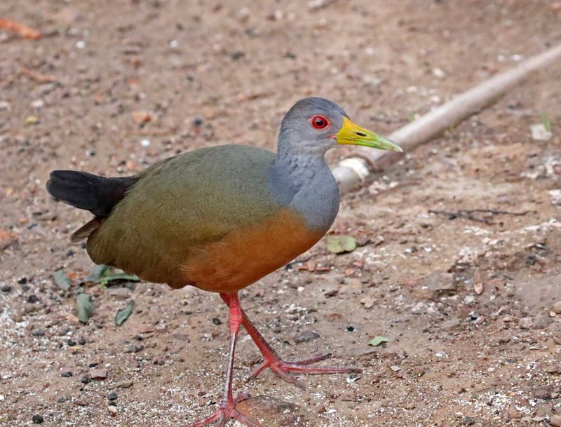 Grey-cowled Wood Rail_9818.jpg