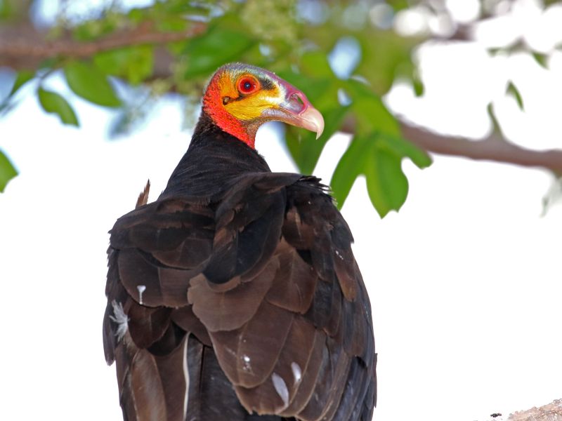 Lesser Yellow-headed Vulture_9341.jpg