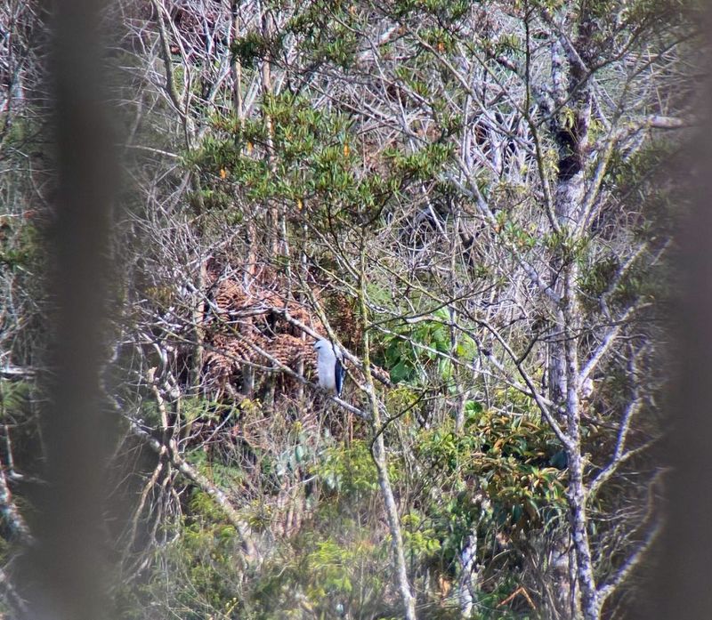 Mantled Hawk_3240.jpg