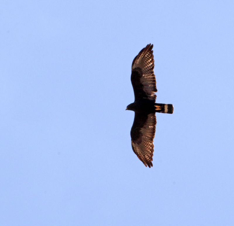 Zone-tailed Hawk_0470.jpg