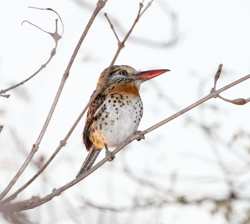 Spot-backed Puffbird_9141.jpg