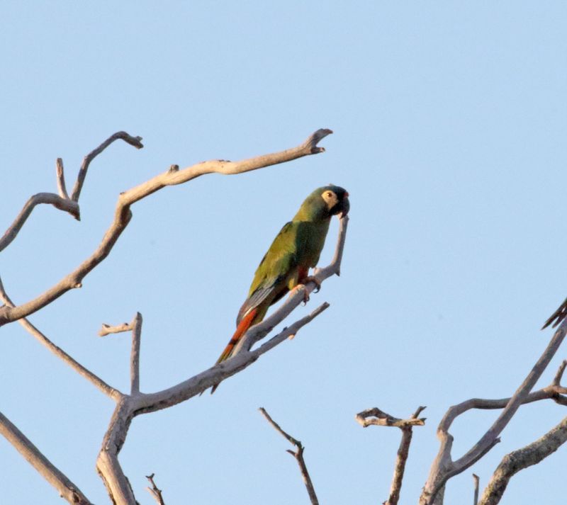 Blue-winged Macaw_0808.jpg