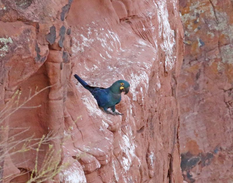 Lears Macaw_0257.jpg