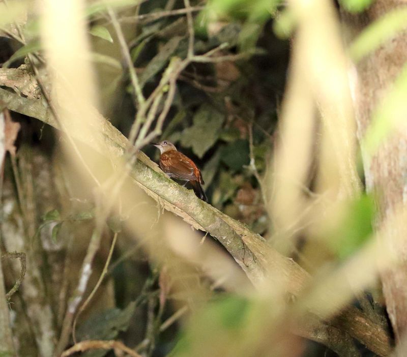 Rufous-breasted Leaftosser_8580.jpg