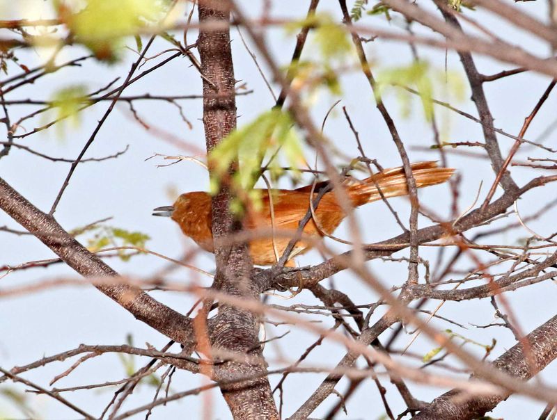 Caatinga Cacholote_9103.jpg