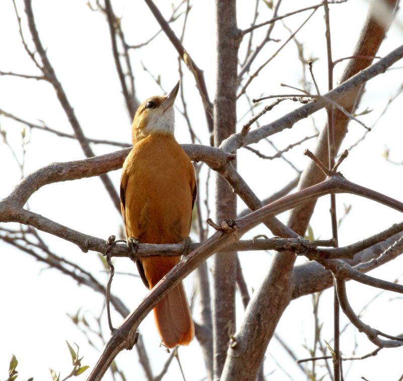 Great Xenops_9983.jpg