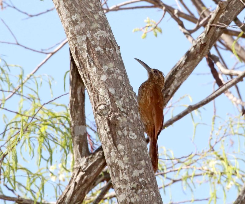 Moustached Woodcreeper_0335.jpg