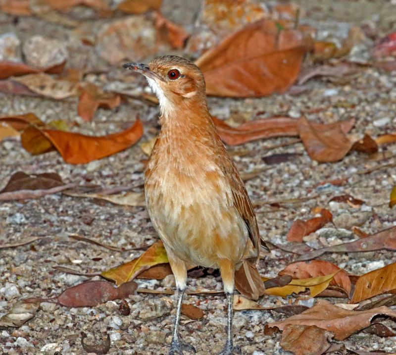 Rufous Hornero_1870.jpg