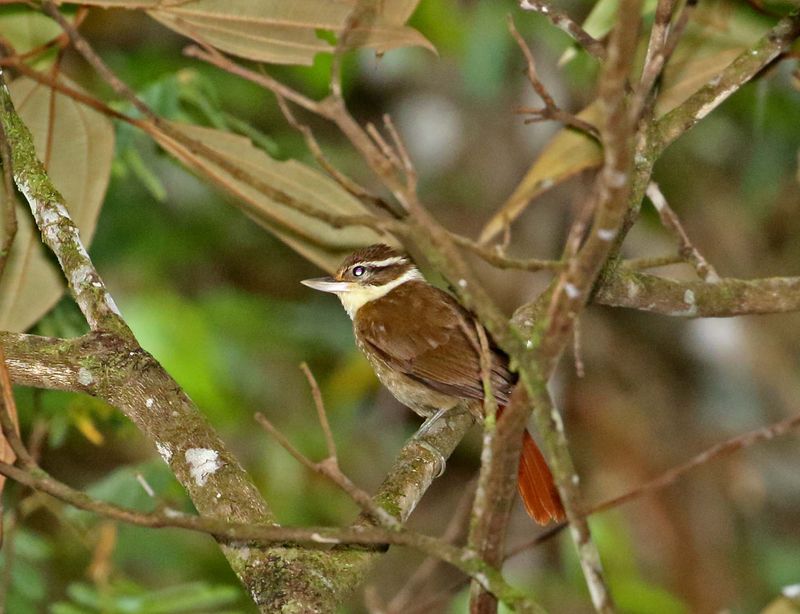 White-collared Foliage-gleaner_3079.jpg