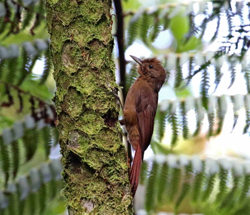 Plain-winged Woodcreeper_2602.jpg