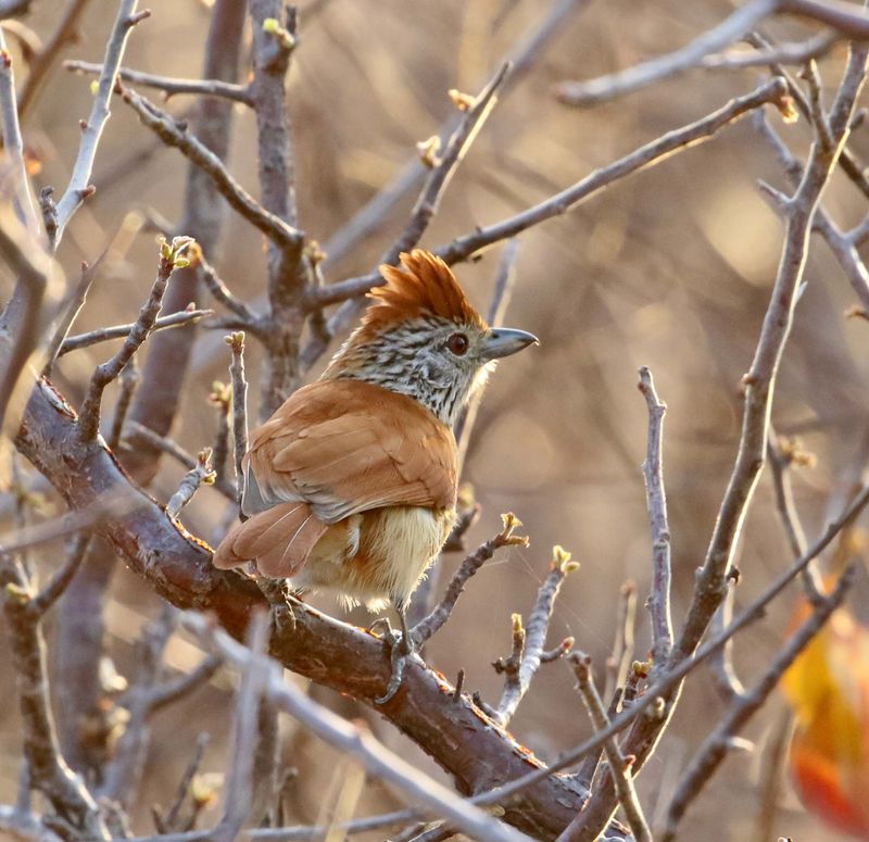 Barred Antshrike - female_9171.jpg