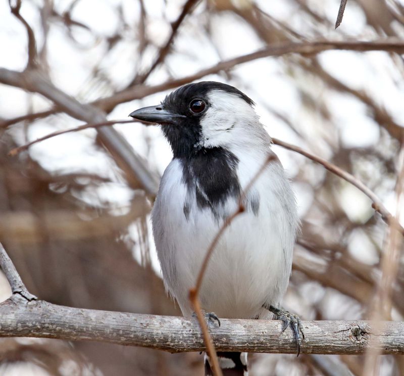 Silvery-cheeked Antshrike - male_9885.jpg