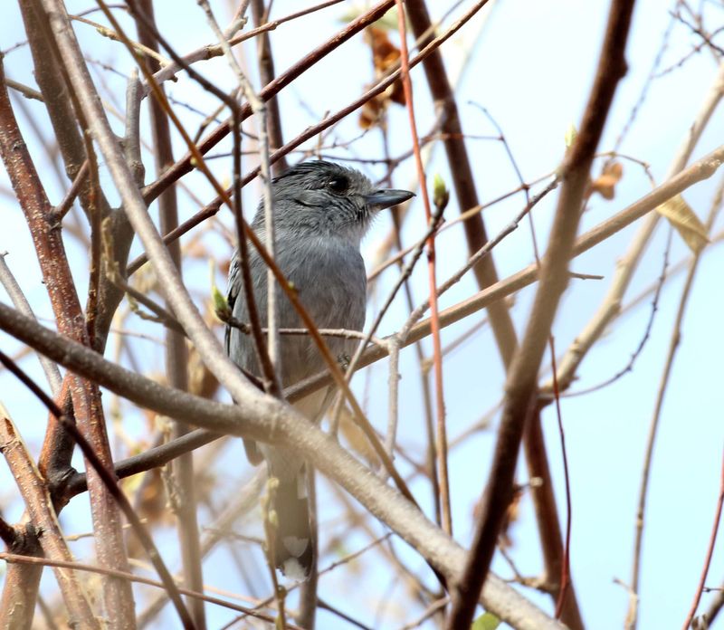 Planalto Slaty Antshrike - male_9998.jpg