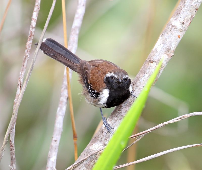 Sincora Antwren - male_0498.jpg