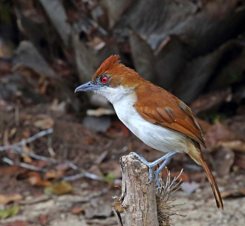 Great Antshrike - female_1842.jpg