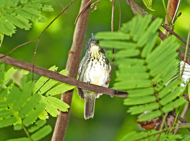 Spot-breasted Antvireo_2582.jpg