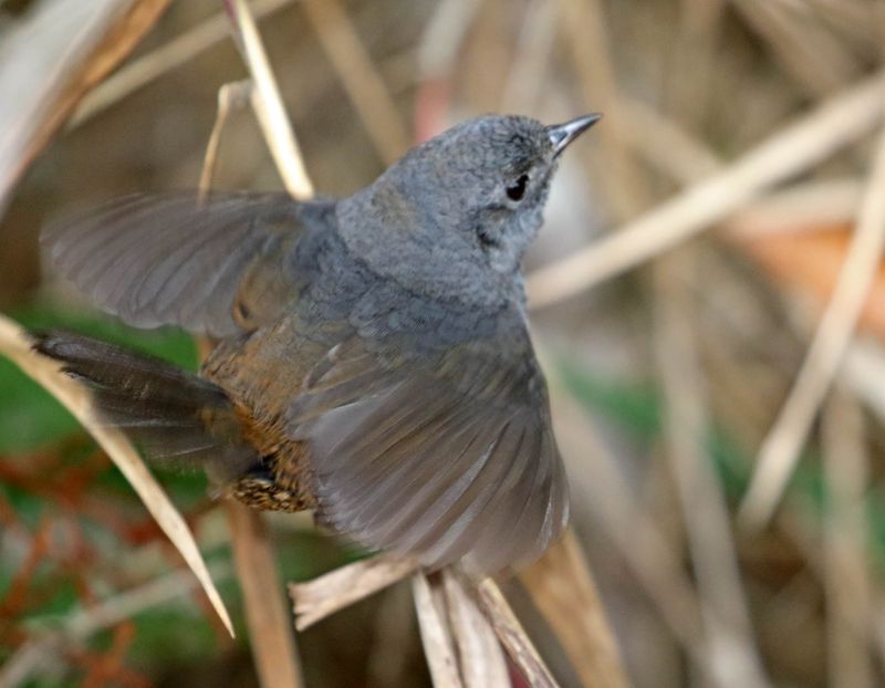 Diamantina Tapaculo_1536.jpg
