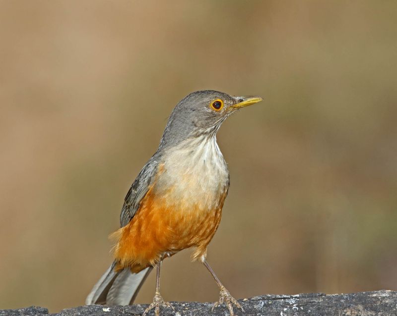 Rufous-bellied Thrush_9382.jpg