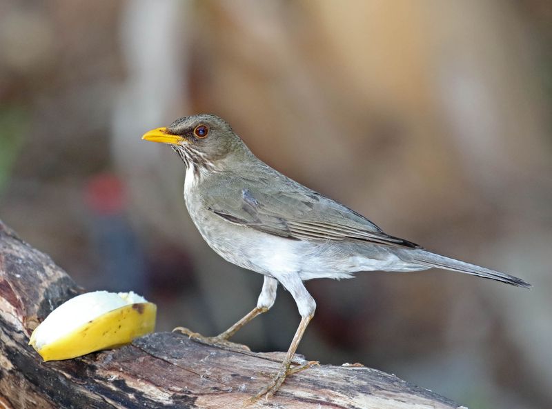 Creamy-bellied Thrush_0921.jpg