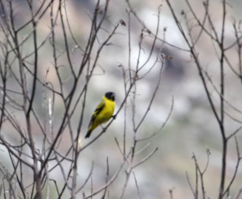 Hooded Siskin - male_0567.jpg