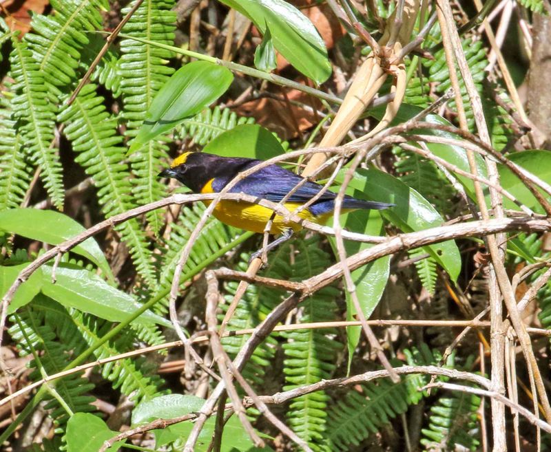 Orange-bellied Euphonia  - male_2692.jpg