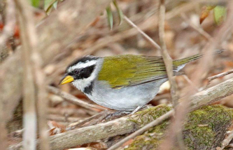 Sao Francisco Sparrow_1125.jpg