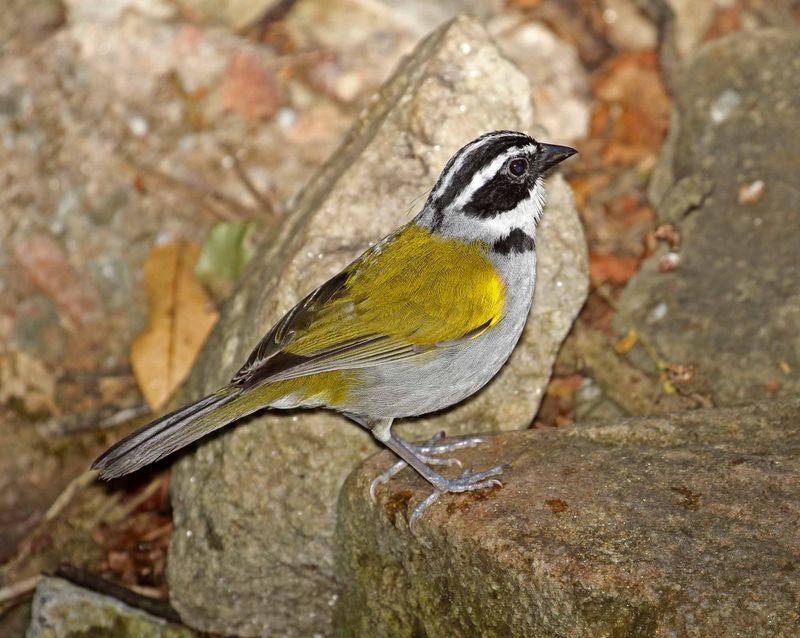 Pectoral Sparrow_7923.jpg