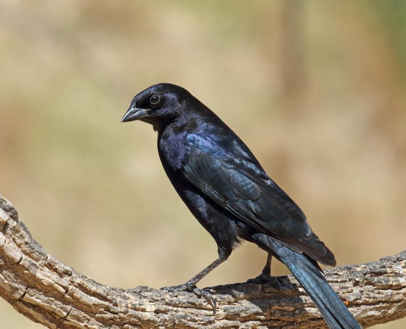 Shiny Cowbird - male_0130.jpg