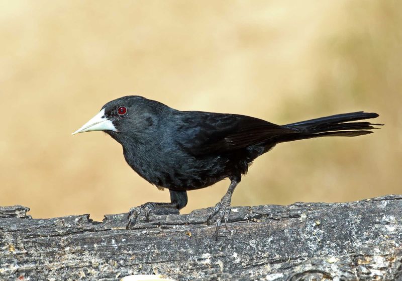 Solitary Cacique_0147.jpg