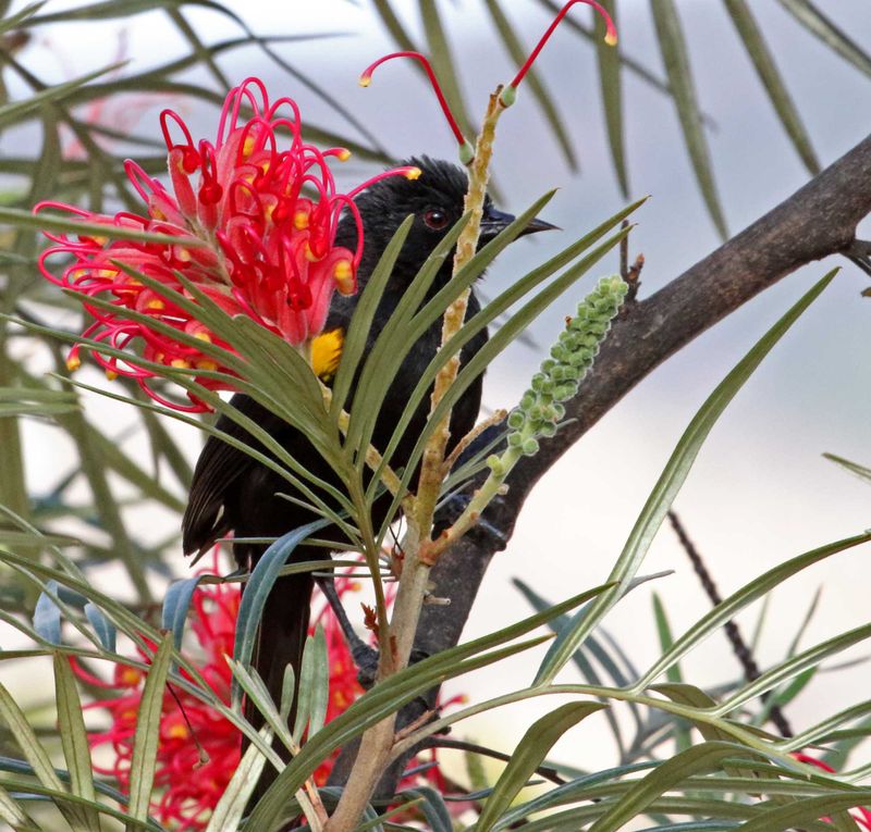 Variable Oriole_1735.jpg