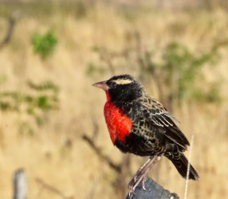 White-browed Meadowlark - male_0236.jpg