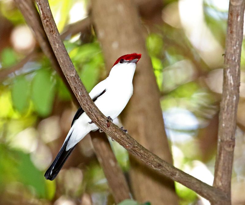 Araripe Manakin_0742.jpg
