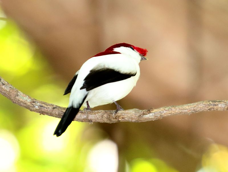 Araripe Manakin_0753.jpg