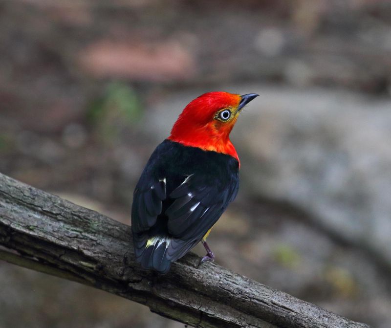 Band-tailed Manakin - male_7882.jpg