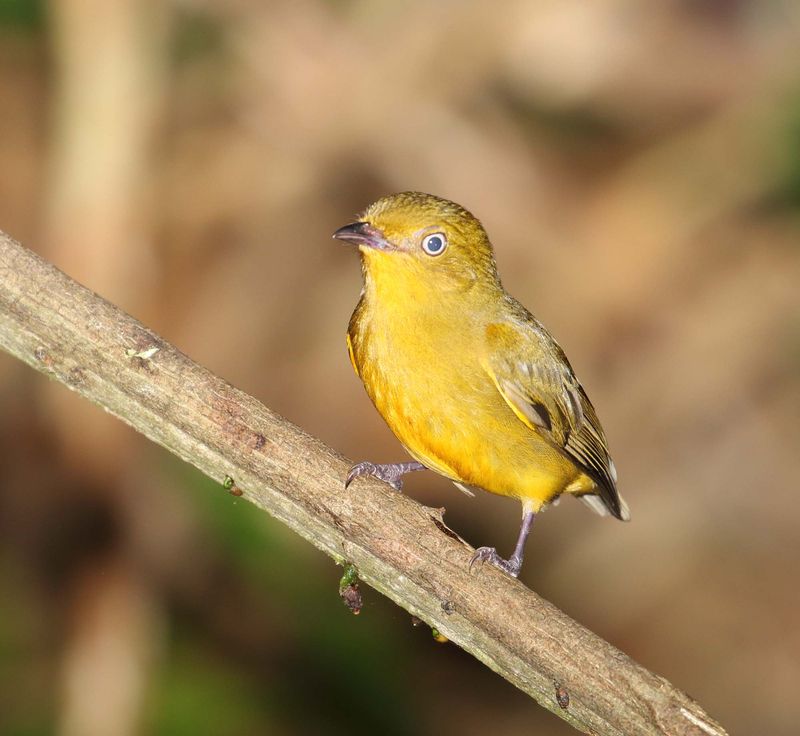 Band-tailed Manakin - female_7927.jpg