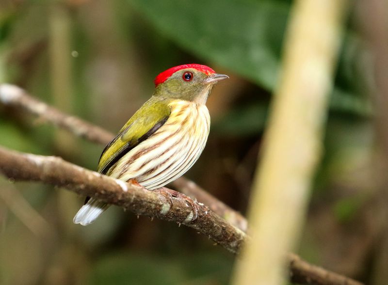Kinglet Manakin_2812.jpg