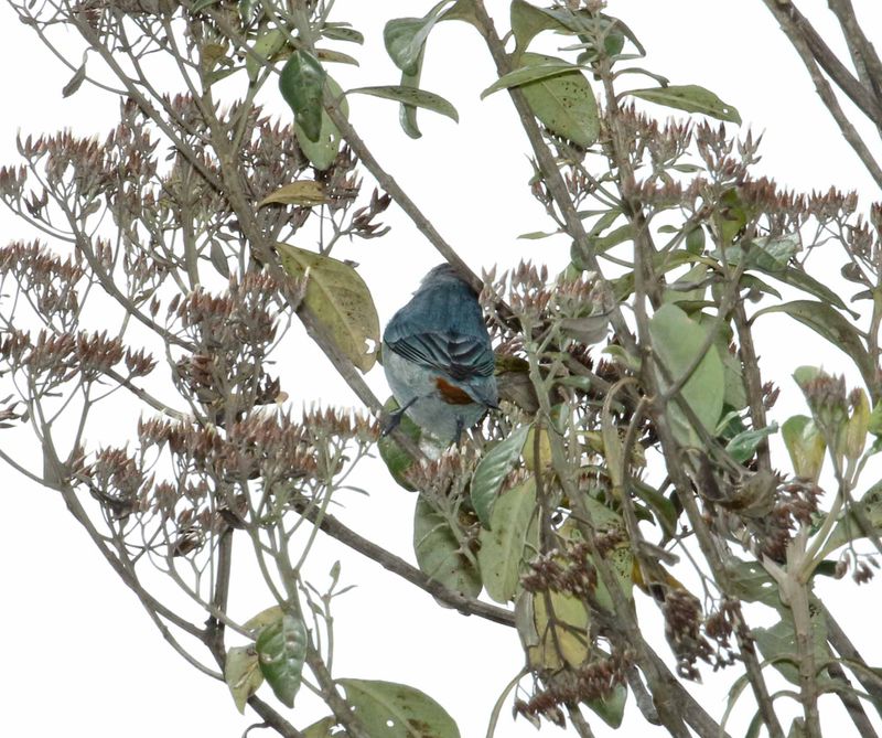 Chestnut-vented Conebill - male_0551.jpg